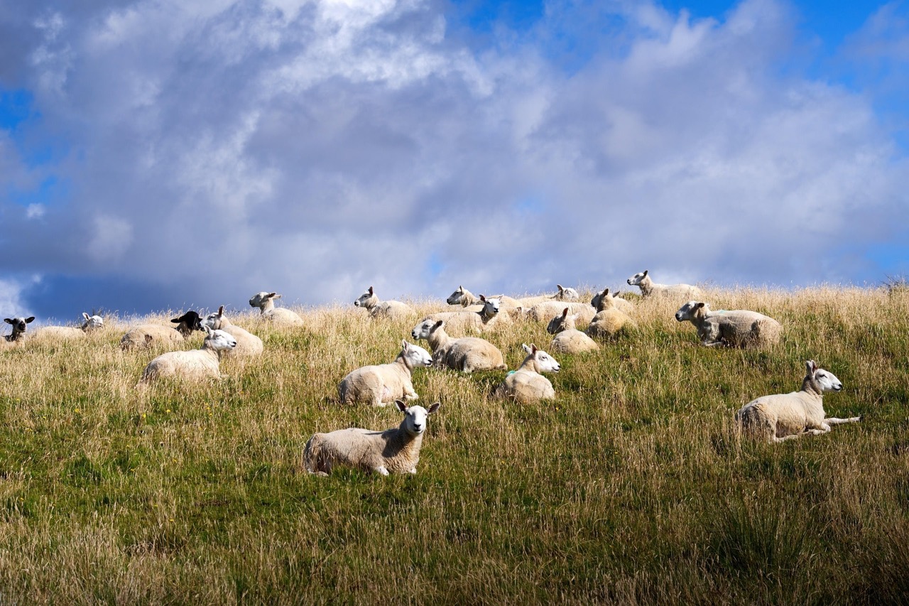 Feld mit Schafen